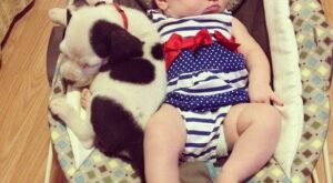 Este bebé y su cachorrito pitbull son inseparables a la hora de la siesta, ¡para comérselos!