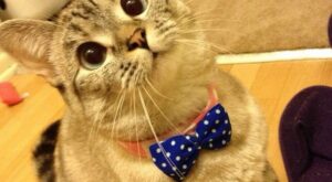 La gatita Nala tiene 1.300.000 seguidores en Instagram, ¡tiembla Kim Kardashian!