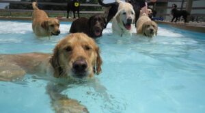 Una fiesta en la piscina… ¡Para perros!