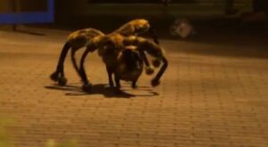 El terrorífico perro araña: la broma que ha revolucionado Youtube