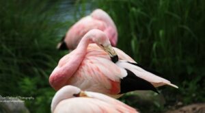 El fotógrafo con Síndrome de Down que emociona a miles de seguidores alrededor del mundo