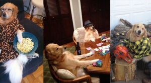 La perra que está revolucionando Instagram y que no tiene ni idea de lo que está haciendo