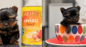 El perro más pequeño del mundo mide 5 centímetros