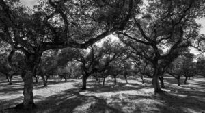 Belotea: colmado online con denominación de origen