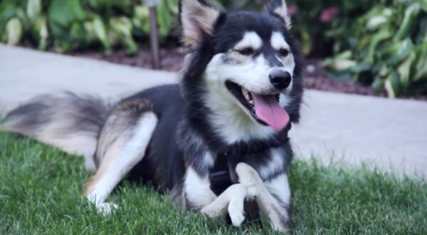 Derbi, el perro que puede correr gracias a una prótesis