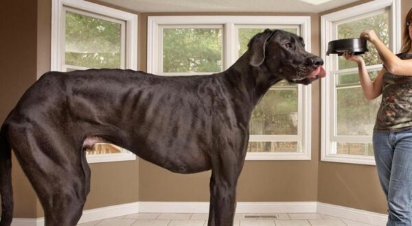 Perros gigantes: Así son algunos de los más grandes del mundo