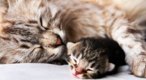 Antes y después: 30 fotos de gatos que se han hecho demasiado grandes con el paso de los años