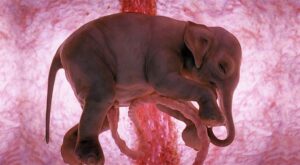 20 imágenes de animales en el vientre materno que te dejarán sin palabras