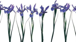 Los frascos joya de Guerlain