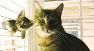 El Día del Padre en el reino animal: 30 fotos adorables de papás junto a sus pequeños