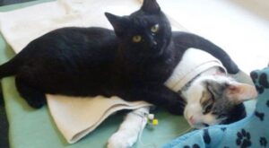 Este increíble gato enfermero dedica su vida a cuidar de animales enfermos