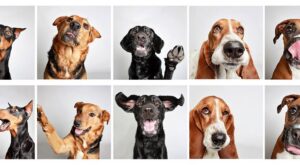 Cómo un fotomatón cambió para siempre la vida de estos perros abandonados