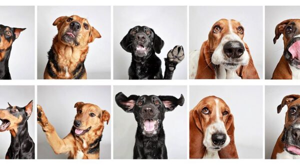 Cómo un fotomatón cambió para siempre la vida de estos perros abandonados