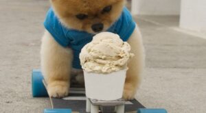 Hora de comer con el cachorro más adorable del mundo