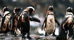 20 imágenes desgarradoras que muestran los efectos de la contaminación en el mundo animal