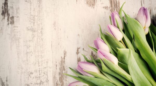 Espacios verdes en casa: la alegría de un jardín interior