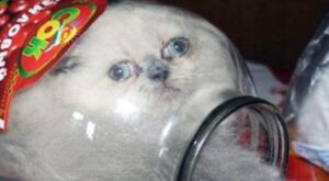 La curiosidad mató al gato: 30 mininos que se pasaron de listos y fallaron