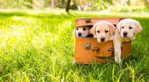 ¡De cachorros a adultos! El antes y el después de unos perritos que han crecido muy deprisa