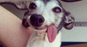 Te presentamos a Zappa, el adorable galgo sin dientes que te enamorará