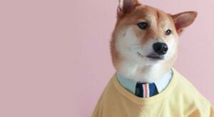 Este alucinante perro gana 15.000 dólares al mes: ¡descubre su historia!