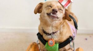 Conoce a Daisy, una perrita que se salvó de ser sacrificada y ahora corre feliz en su silla de ruedas
