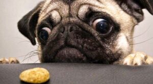 ¡Mi tesoro! 20 mascotas que no pudieron reprimir sus impulsos al ver comida ajena