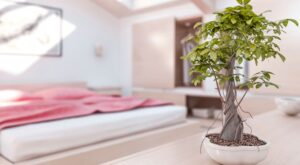 Plantas de interior: ¿sabes cómo sacarles el máximo partido?