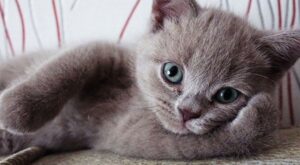 Estos divertidos animalitos posan mirando a cámara como si fueran auténticos modelos