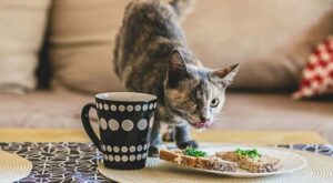 Una artista retrata gatos discapacitados para demostrar que todavía siguen necesitando cariño