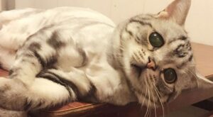 Descubre al adorable Luhu, el gato más triste del mundo