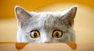 Antes y después: La emocionante transformación de 30 gatos que fueron rescatados