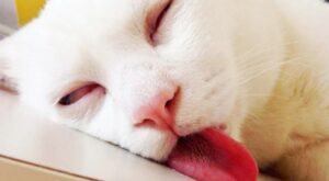 25 gatos con tanto sueño que no tienen ni idea de donde acabaron dormidos