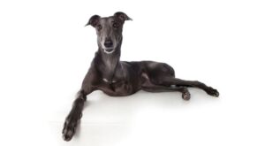 Perfecta imperfección: El fotógrafo que captura la belleza de animales discapacitados