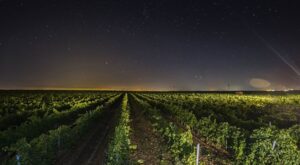 Un paseo nocturno por los viñedos: así se elabora uno de los mejores vinos de Rueda