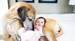 22 grandes mascotas cuidan de los más pequeños de la casa