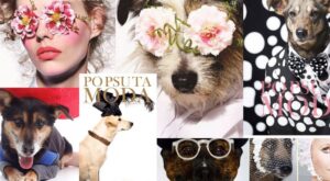 ¿Y si un perro abandonado fuera portada de una revista de moda?