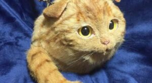 ¿Repulsivo o adorable? Bolsos gato, moda pasajera