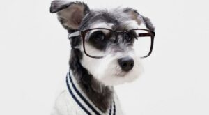 Las mascotas más estilosas de Instagram