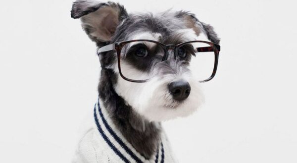 Las mascotas más estilosas de Instagram