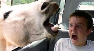 ¡Photobombs! Cuando los animales se empeñan en robar el protagonismo de tus fotos