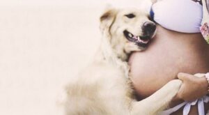 20 perros que esperan ansiosos el nacimiento de un bebé