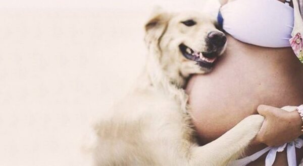 20 perros que esperan ansiosos el nacimiento de un bebé