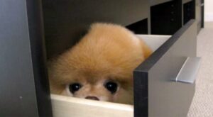 20 mascotas convencidas de estar muy bien escondidas