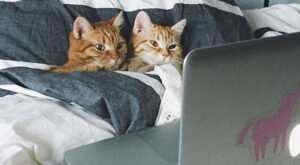 Love is in the cat… ¡Las 50 mejores fotos de gatos enamorados!