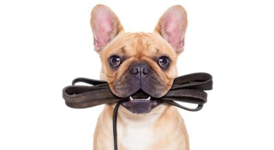 Horóscopo canino, descubre por qué tu perro es cómo es