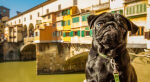 10 lugares perfectos para viajar con tu perro