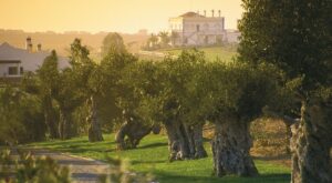 ¿Sabías que hay vinos que se cosechan a la luz de la luna?