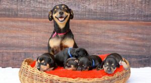 Maternidad animal: Antes y después en el embarazo de la perrita más entrañable
