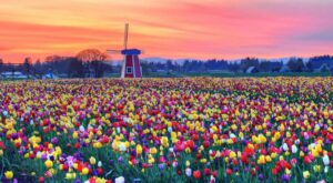 ¡Flower Power! Estos 35 increíbles paisajes llenos de color harán de la primavera tu estación favorita