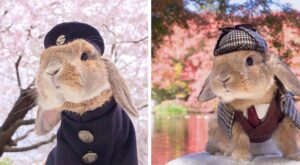 PuiPui, el conejo más hipster y cool del planeta